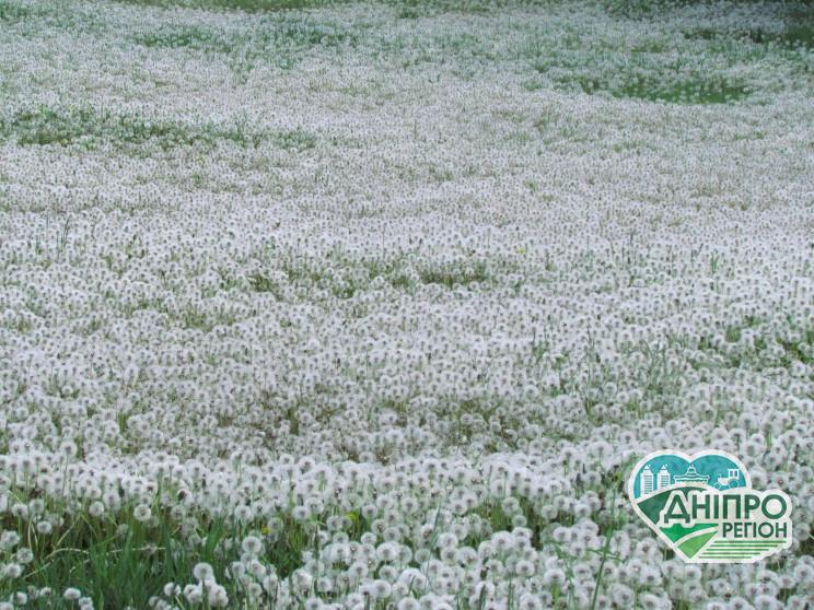 На Дніпропетровщині знайшли “долину кульбаб” На Дніпропетровщині знайшли "долину кульбаб"