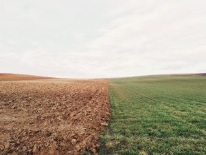 На Дніпропетровщині прокуратура вимагає від фермерського господарства повернути громаді земельну ділянку