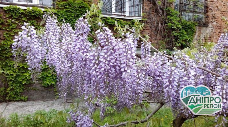 У Дніпрі: в ботанічному саду розквітла дивовижна гліцинія (Фото) У Дніпрі: в ботанічному саду розквітла дивовижна гліцинія (Фото)