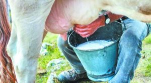В Україні на молочній фермі доять корів під романтичну музику