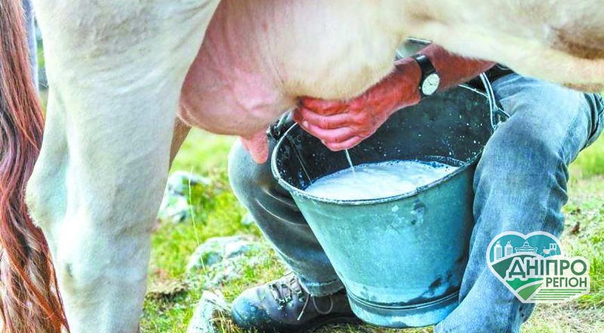 В Україні на молочній фермі доять корів під романтичну музику В Україні на молочній фермі доять корів під романтичну музику