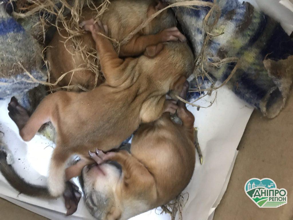 В Дніпрі врятували маленьких більчат: діти доглянуті і нагодовані (фото) В Дніпрі врятували маленьких більчат: діти доглянуті і нагодовані (фото)