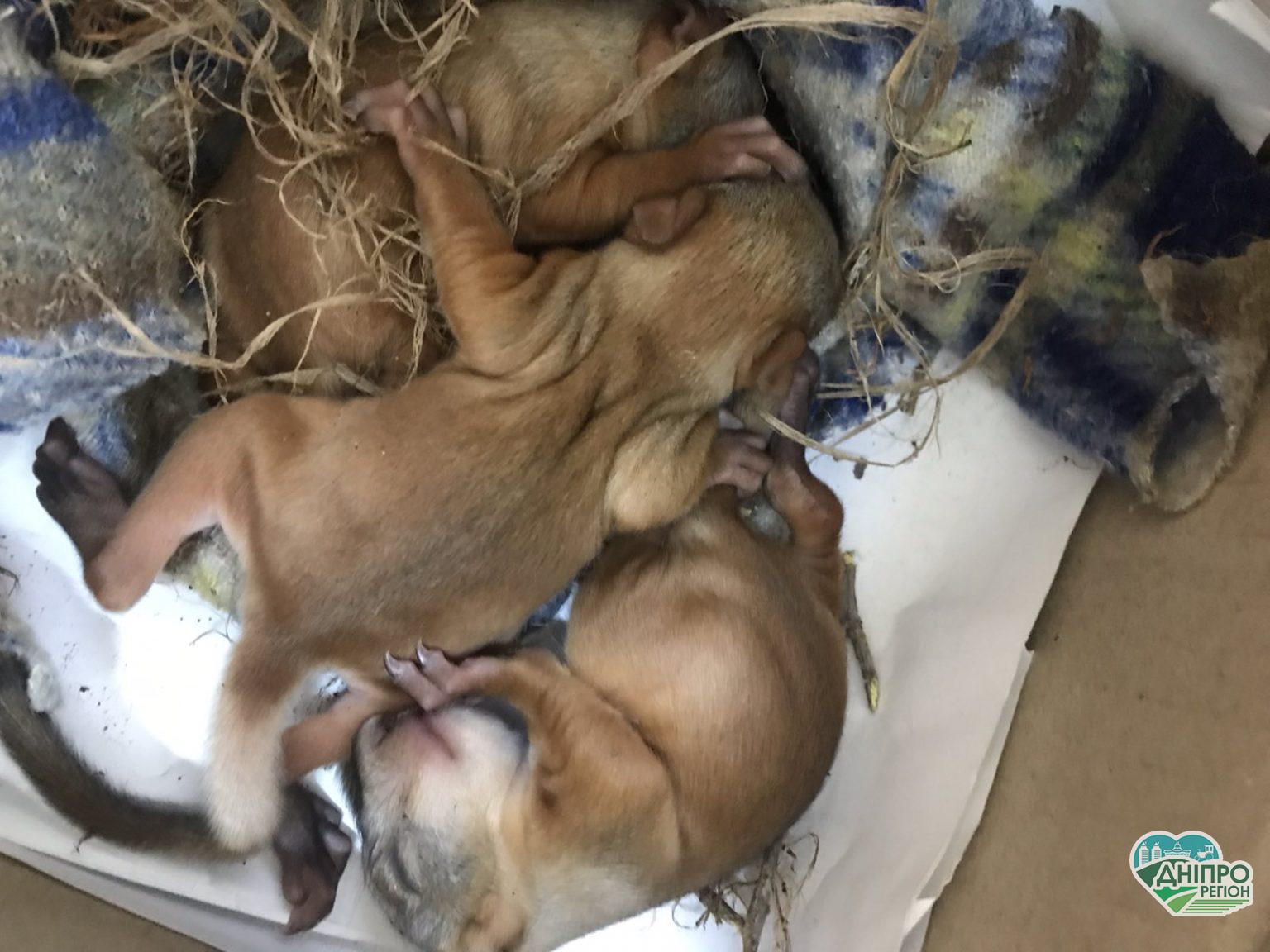 В Дніпрі врятували маленьких більчат: діти доглянуті і нагодовані (фото) В Дніпрі врятували маленьких більчат: діти доглянуті і нагодовані (фото)