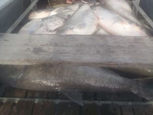 На Дніпропетровщини на водосховищі прибрали декілька тон мертвої риби