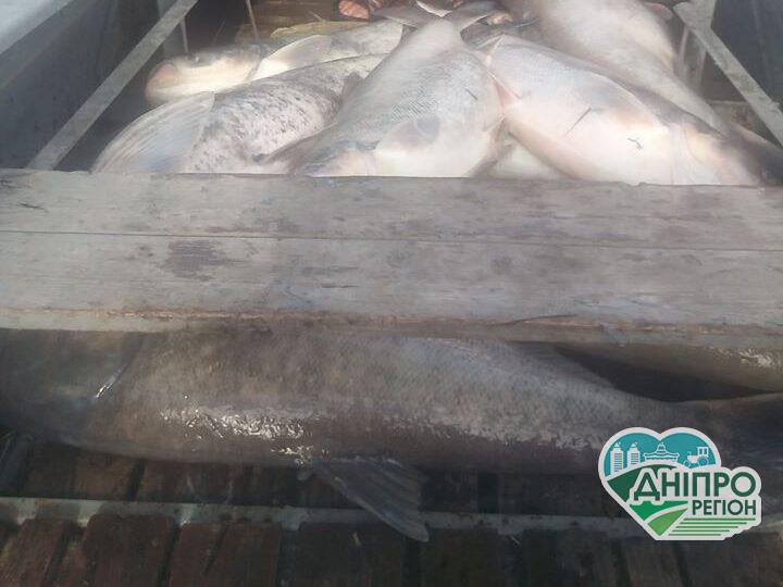 На Дніпропетровщини на водосховищі прибрали декілька тон мертвої риби На Дніпропетровщини на водосховищі прибрали декілька тон мертвої риби