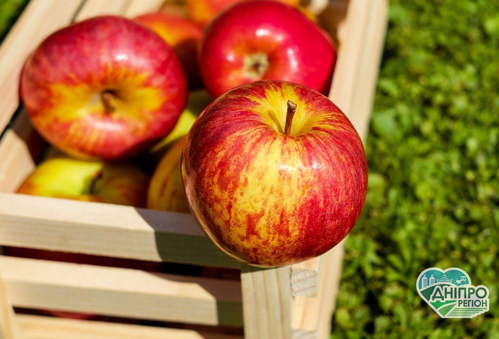 Компанія із Дніпра виготовляє екологічні ящики для агрофірм (ВІДЕО)