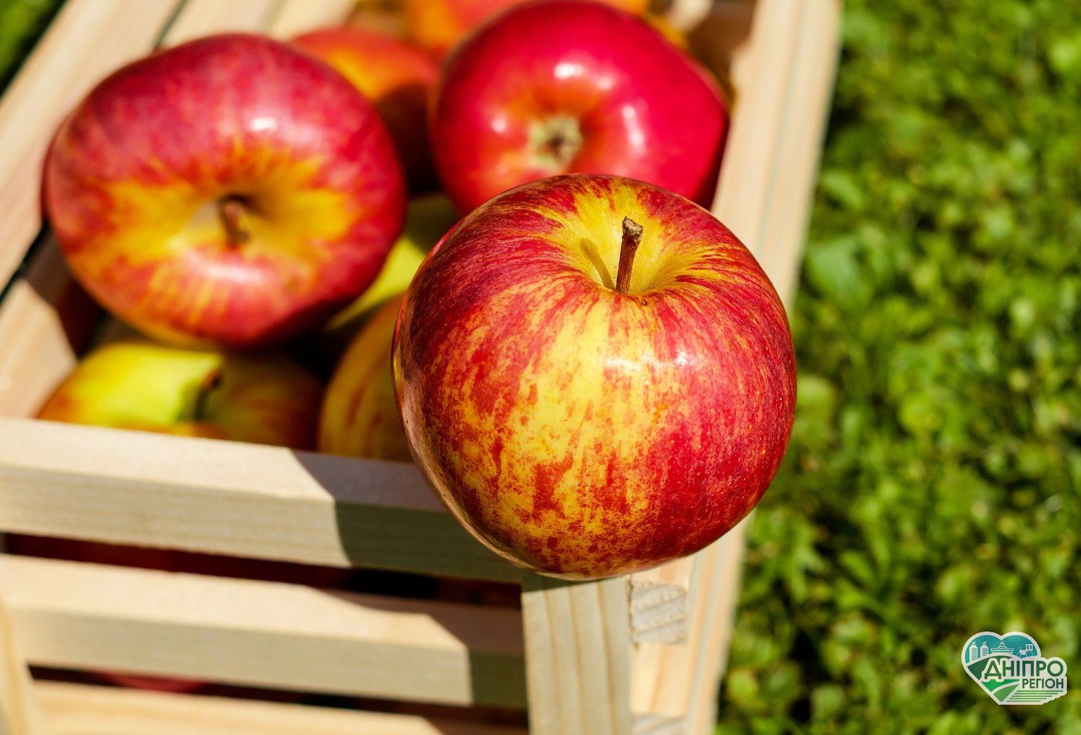 Компанія із Дніпра виготовляє екологічні ящики для агрофірм (ВІДЕО) Компанія із Дніпра виготовляє екологічні ящики для агрофірм (ВІДЕО)