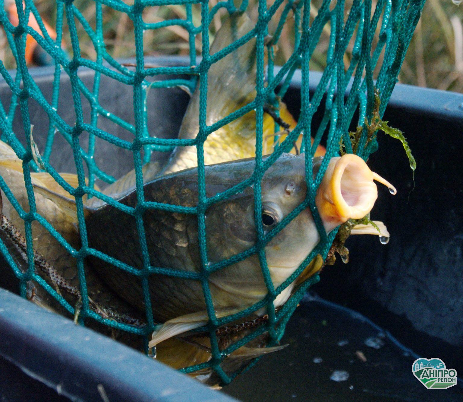 Корупція в Держрибагентстві: рибалки погрожують масштабним протестом Корупція в Держрибагентстві: рибалки погрожують масштабним протестом