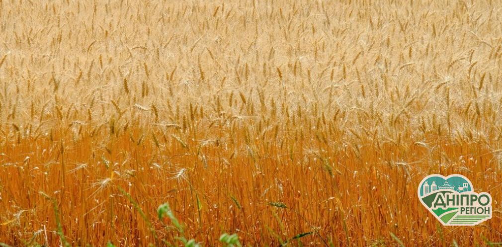 “Фермер онлайн” – гранти для підприємців Дніпропетровщини "Фермер онлайн" - гранти для підприємців Дніпропетровщини