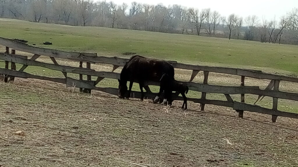 Дніпровські дива: Петриківський конезавод та хутір Галушківка (фото) Дніпровські дива: Петриківський конезавод та хутір Галушківка (фото)