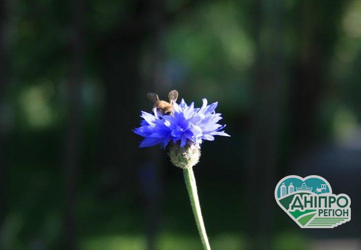 На Дніпропетровщині сонячно і дуже тепло: прогноз погоди на 20 липня