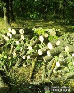 У Кривому Розі двоє чоловіків незаконно вирубували дерева
