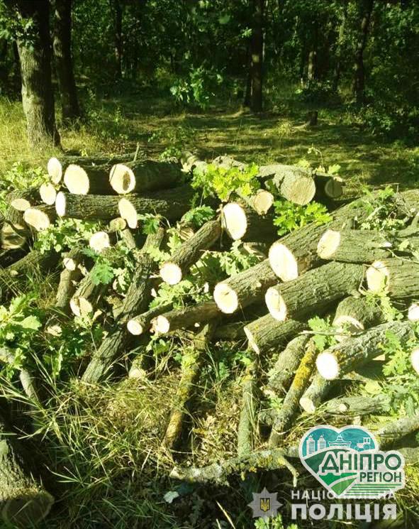 У Кривому Розі двоє чоловіків незаконно вирубували дерева У Кривому Розі незаконно вирубували дерева