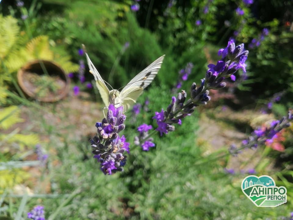 Накриє антициклон. Погода в Дніпрі та області на тиждень Прогноз погоди на 28 липня: Спека на Дніпропетровщині посилюється