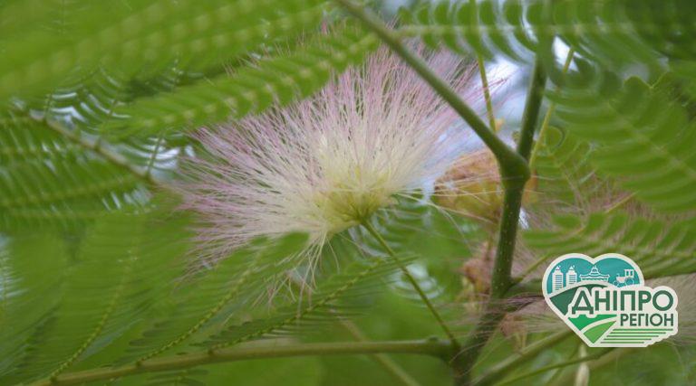 На Дніпропетровщині вперше за кілька років розквітла шовкова акація (Фото) На Дніпропетровщині вперше за кілька років розквітла шовкова акація (Фото)