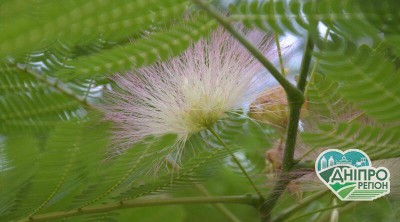 На Дніпропетровщині вперше за кілька років розквітла шовкова акація (Фото) На Дніпропетровщині вперше за кілька років розквітла шовкова акація (Фото)