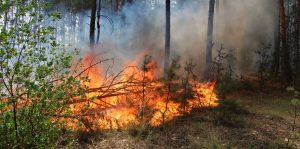 Пожежна небезпека: на Дніпропетровщині заборонили відвідувати ліси
