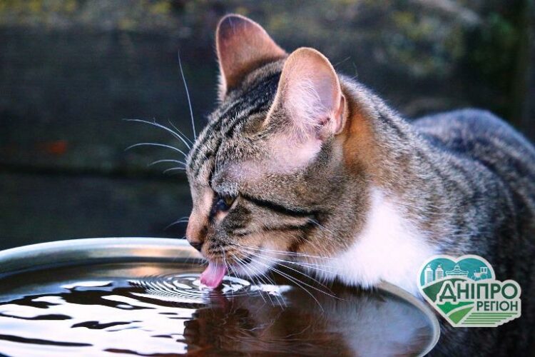 Вночі дощ, вдень спека. Якою буде погода у Дніпрі та області 23 липня Вночі дощ, вдень спека. Якою буде погода у Дніпрі та області 23 липня
