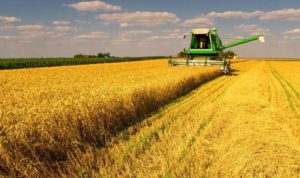 Стало відомо, яким буде врожай на півдні України