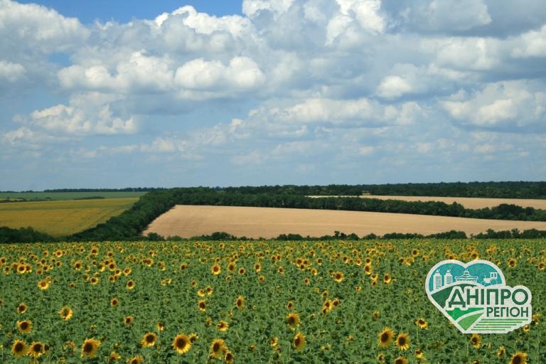 Лісосмуги Дніпропетровщини тепер мають утримуватися за новими правилами Лісосмуги Дніпропетровщини тепер мають утримуватися за новими правилами