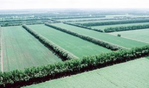 В Україні запустили проєкт з відновлення лісосмуг