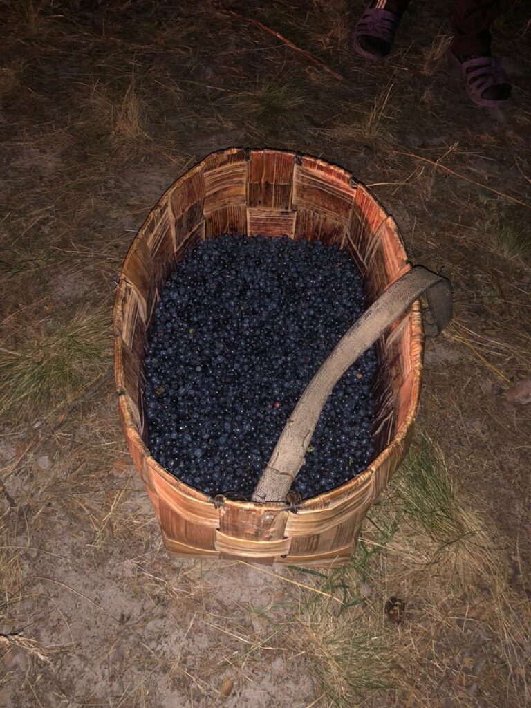 “Корисна” чорниця зі смаком радіації "Корисна" чорниця зі смаком радіації