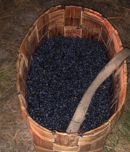 “Корисна” чорниця зі смаком радіації
