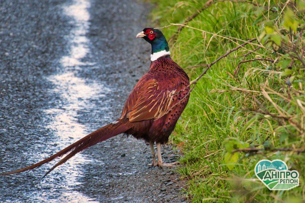 На Дніпропетровщині з 1 серпня стартує сезон полювання На Дніпропетровщині з 1 серпня стартує сезон полювання