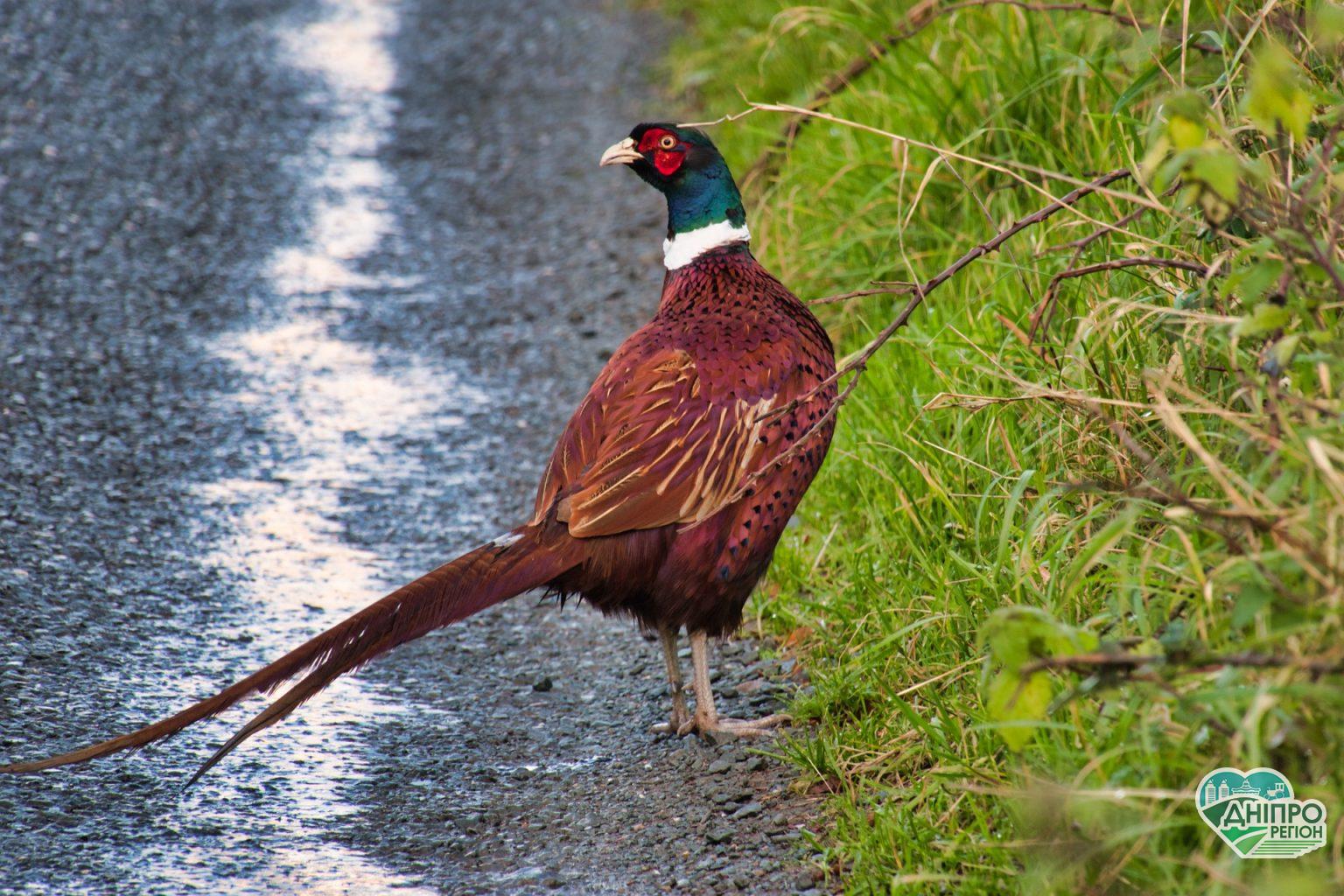 На Дніпропетровщині з 1 серпня стартує сезон полювання На Дніпропетровщині з 1 серпня стартує сезон полювання