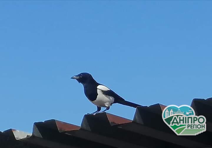 Чи буде спека: прогноз погоди на тиждень з 1 липня Чи буде спека: прогноз погоди на тиждень з 1 липня