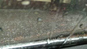 У Дніпрі пройшов град зі зливою (відео)