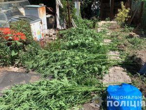 Незаконні посіви коноплі у Верхньодніпровську: Кваліфікація «аграріїв» зростає