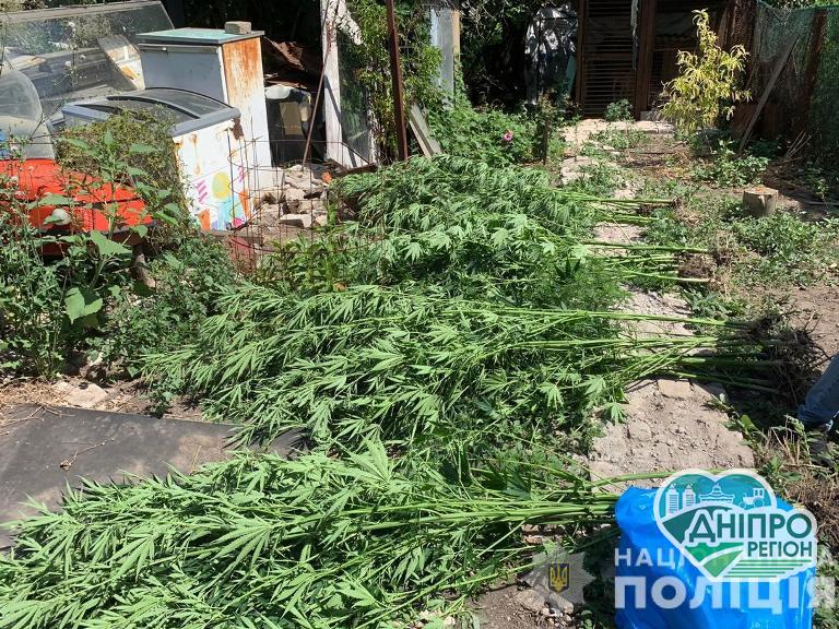 Незаконні посіви коноплі у Верхньодніпровську: Кваліфікація «аграріїв» зростає Незаконні посіви коноплі у Верхньодніпровську: Кваліфікація «аграріїв» зростає