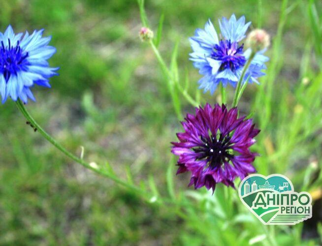 Прогноз погоды в Днепре на 30 августа Спекотний та сухий початок серпня: яка погода чекає на Дніпропетровщину 2 серпня