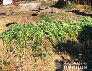 Непоганий урожай конопель виявили у мешканця Дніпропетровщини