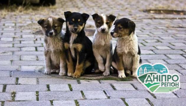 15 августа – Всемирный день бездомных животных 15 серпня - день Стефана: прикмети, традиції та заборони дня