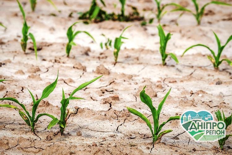 Засуха в Украине: Днепр и область в критической зоне Посуха в Україні: Дніпро і область в критичній зоні