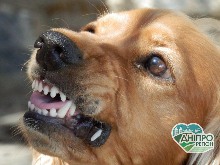 Ситуація небезпечна: на Дніпропетровщині ввели карантин через сказ Ситуація небезпечна: на Дніпропетровщині ввели карантин через сказ