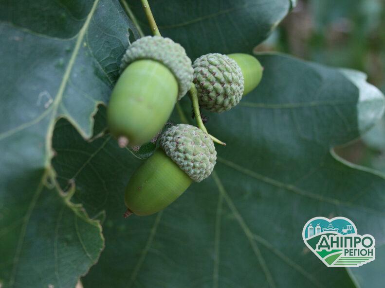 Прогноз погоди у Дніпрі на 28 серпня Прогноз погоди у Дніпрі на 28 серпня