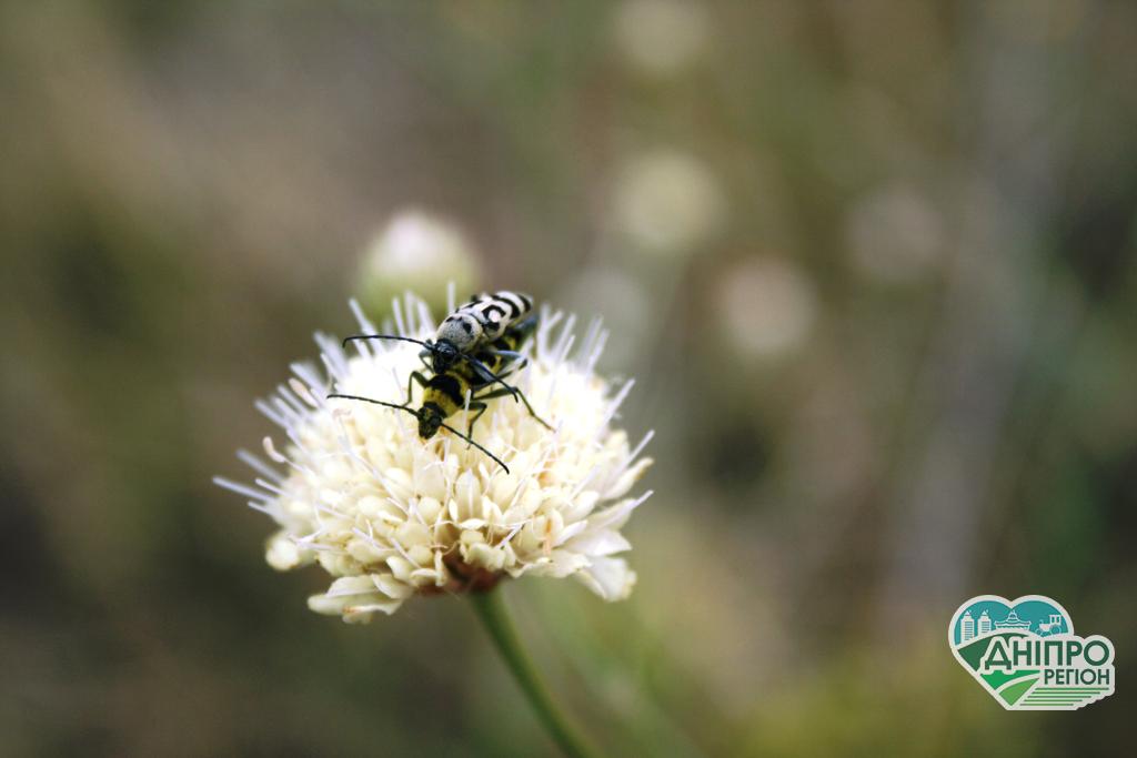 Погода на 4 серпня: на Дніпропетровщину повертається спека Погода на 4 серпня: на Дніпропетровщину повертається спека
