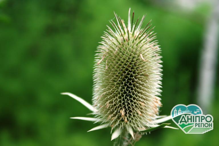 Погода в Днепре и области 13 августа: Наслаждение от прохлады Погода у Дніпрі та області 13 серпня: Насолода від прохолоди