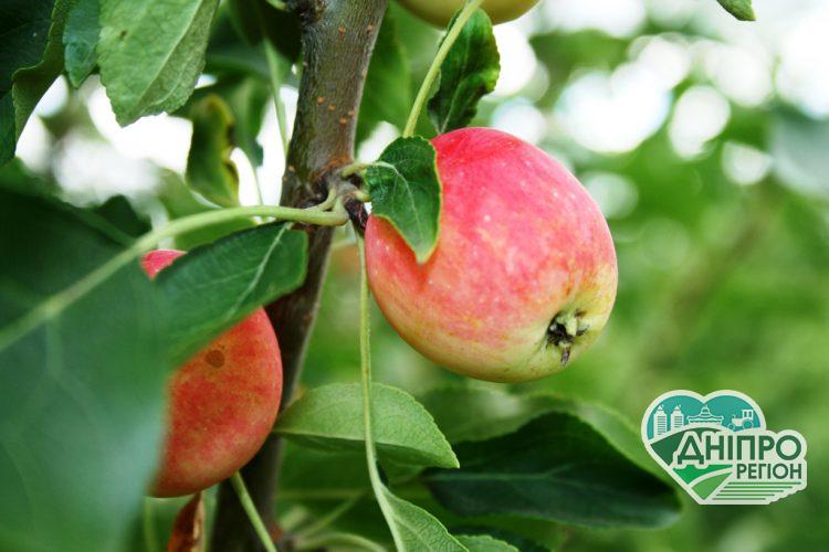 19 августа Яблочный Спас: приметы и традиции 19 серпня Яблучний Спас або Преображення Господнє: прикмети, традиції та заборони