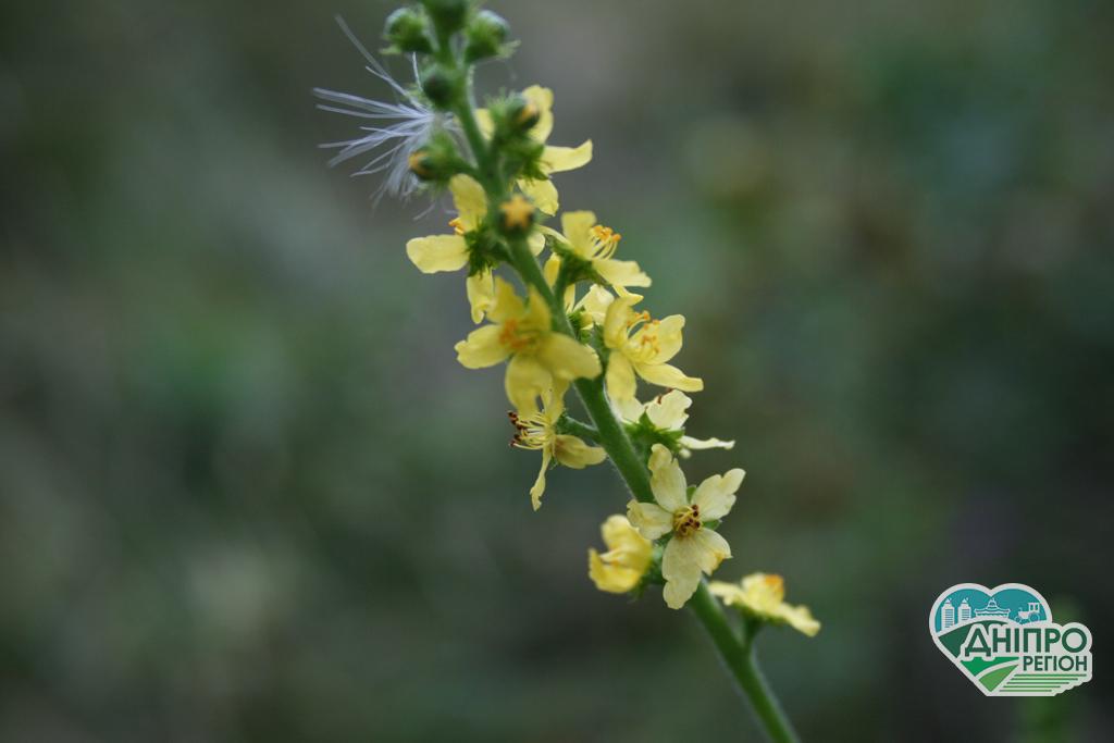 Прогноз погоди у Дніпрі на 21 серпня: літо в розпалі Прогноз погоди у Дніпрі на 21 серпня: літо в розпалі