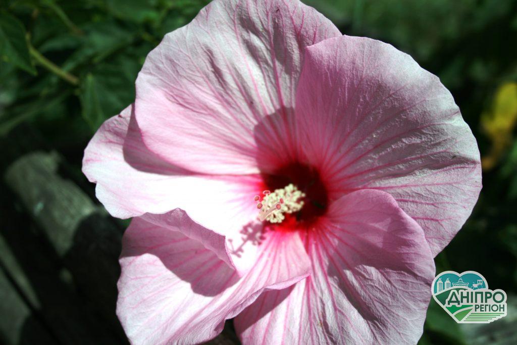 Погода у Дніпрі на 12 серпня: Чого чекати вдень?