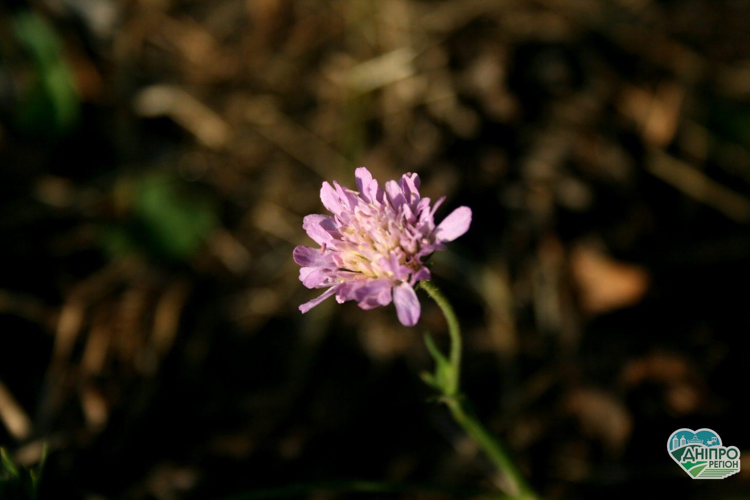 Прогноз погоды в Днепре на 15 августа: чего ждать днем? Прогноз погоди у Дніпрі на 15 серпня: чого чекати вдень?