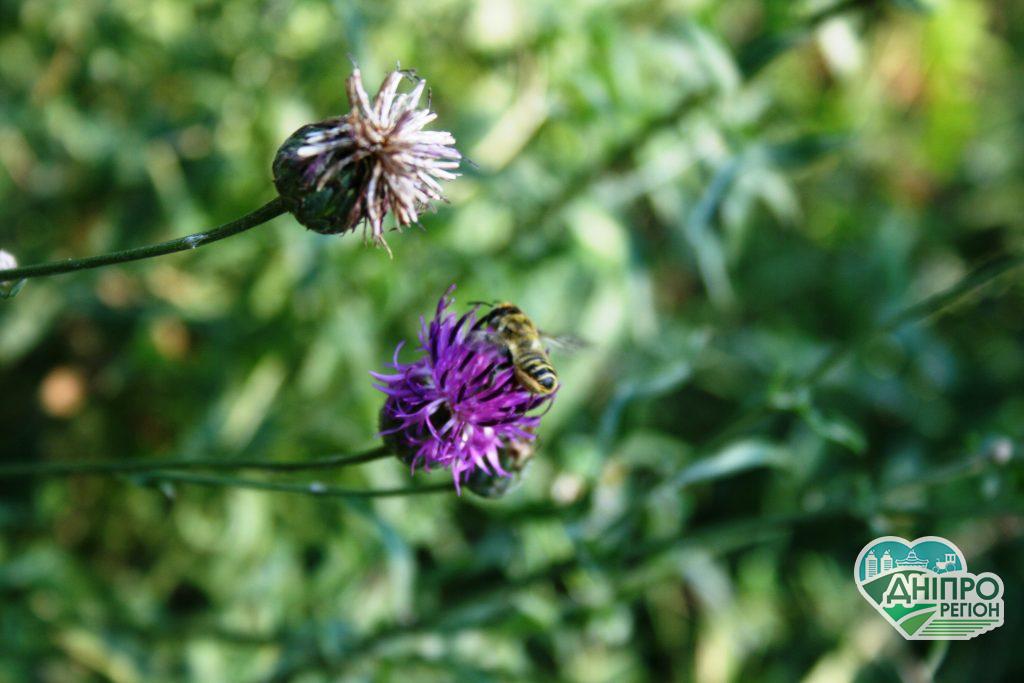 Прогноз погоды в Днепре на 24 августа