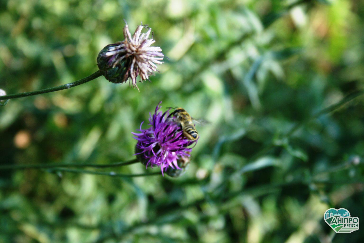 Прогноз погоды в Днепре на 24 августа Прогноз погоды в Днепре на 24 августа