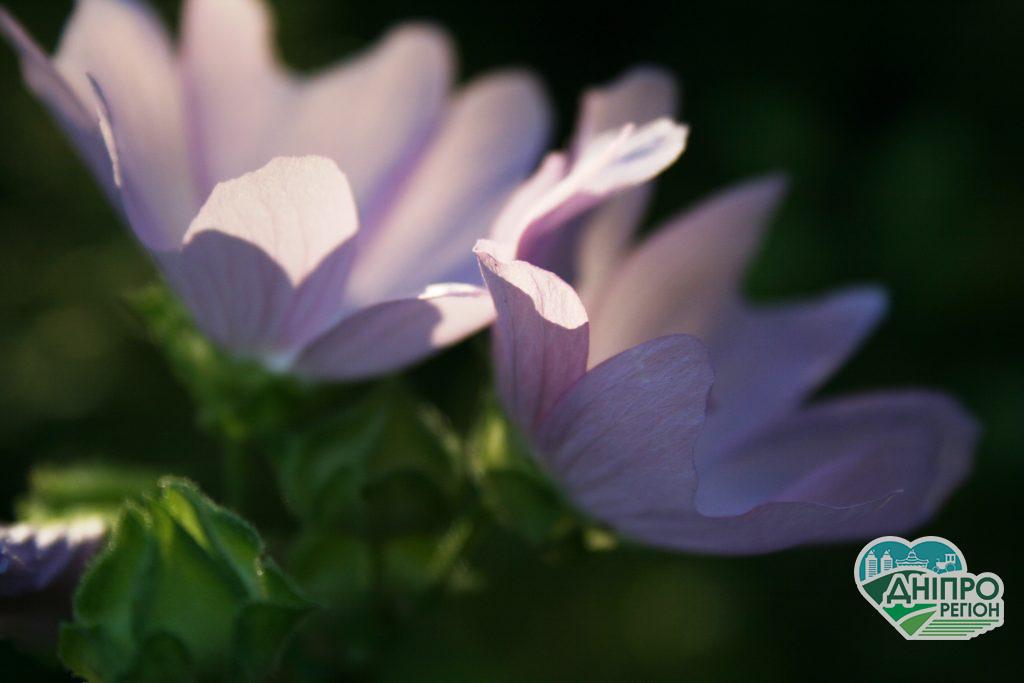 Новини Дніпра. Прогноз погоди у Дніпрі на 25 вересня