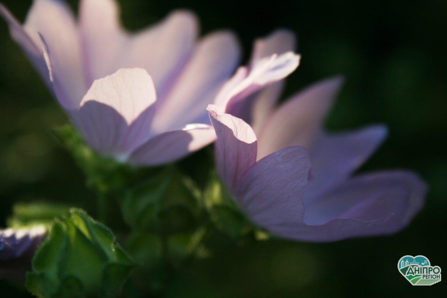 Прогноз погоды в Днепре на 26 августа Новини Дніпра. Прогноз погоди у Дніпрі на 25 вересня