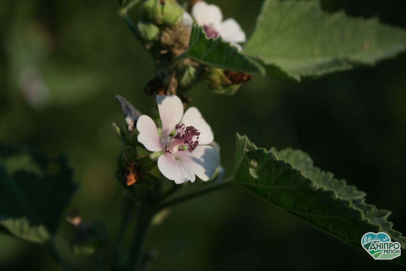 Прогноз погоди у Дніпрі на 27 серпня Прогноз погоди у Дніпрі на 27 серпня